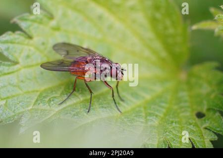 Primo piano naturale su una mosca arancione piuttosto comune, Phaonia subventa , seduta su una foglia verde Foto Stock