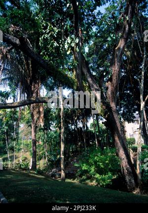 Scarborough Tobago Orto Botanico albero con muschio Foto Stock