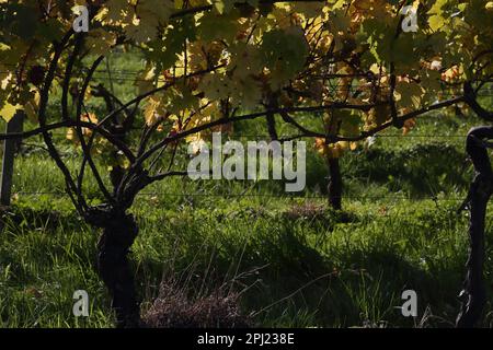 Uva sulle viti in autunno a Denbies Wine Estate Dorking Surrey Inghilterra Foto Stock