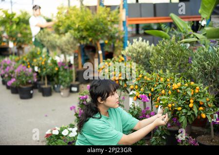 Focalizzata giovane cliente asiatica ispezionando l'albero di Kumquat in vaso mentre si acquista nel centro giardino Foto Stock