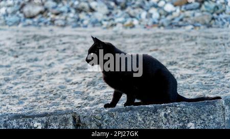 Un gatto nero in profilo rivolto a sinistra. Seduta su una parete fissando con attenzione un cane fuori dalla cornice. Foto Stock