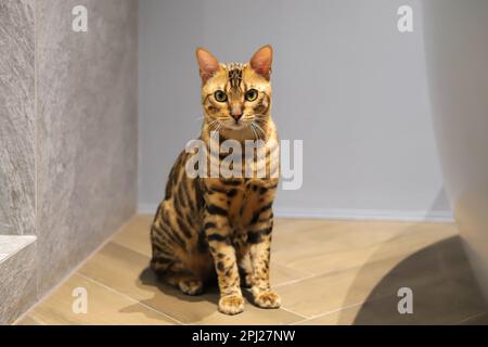 Adorabile gatto bengala sul pavimento a casa Foto Stock