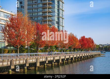 Paesaggio urbano nella stagione autunnale. Colori autunnali degli alberi a Vancouver, British Columbia. Passaggio pedonale di Crescent Beach. Foto di viaggio, Street view-ottobre 14,20 Foto Stock