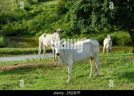 Bestiame bovino. Mandria di bovini Nellore allevati in modo sostenibile nelle piccole aziende agricole dello Stato di Paraiba, Brasile. Foto Stock