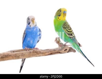 Due bei pappagalli arroccati sul ramo su sfondo bianco. Animali domestici esotici Foto Stock