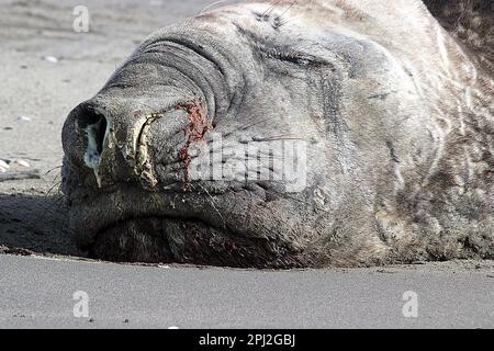 Anziana foca da elefante (Mirounga leonina) su una spiaggia triste Foto Stock