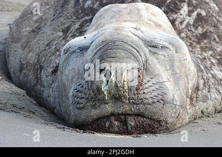 Anziana foca da elefante (Mirounga leonina) su una spiaggia triste Foto Stock