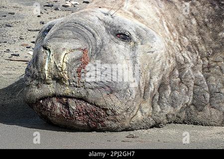 Anziana foca da elefante (Mirounga leonina) su una spiaggia triste Foto Stock