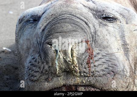 Anziana foca da elefante (Mirounga leonina) su una spiaggia triste Foto Stock