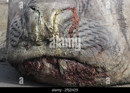 Anziana foca da elefante (Mirounga leonina) su una spiaggia triste Foto Stock