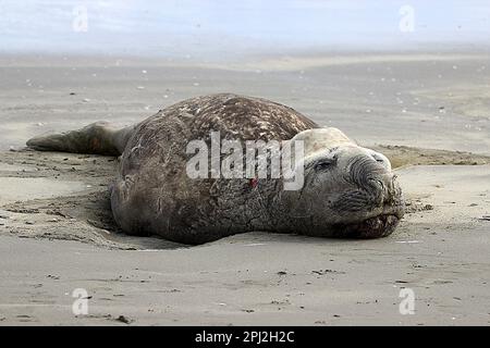 Anziana foca da elefante (Mirounga leonina) su una spiaggia triste Foto Stock