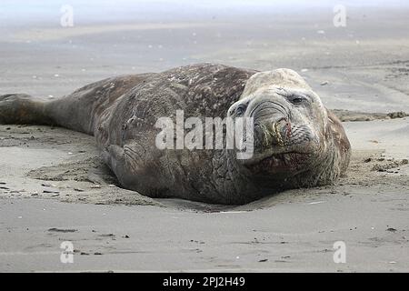 Anziana foca da elefante (Mirounga leonina) su una spiaggia triste Foto Stock