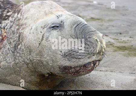 Anziana foca da elefante (Mirounga leonina) su una spiaggia triste Foto Stock