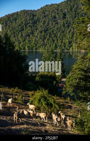 Il bellissimo lago Correntoso, Parco Nazionale di Lanin, Seven Lakes Road, Ruta 40, Provincia di Neuquén, Argentina Foto Stock