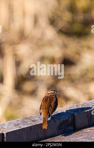 Brano Sparrow guardando a destra Foto Stock