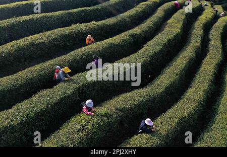 QIANDONGNAN, CINA - 30 MARZO 2023 - la foto aerea mostra i coltivatori di tè che raccolgono il tè alla piantagione di tè di Mazhai nella città di Longquan della contea di Danzhai, Qian Foto Stock