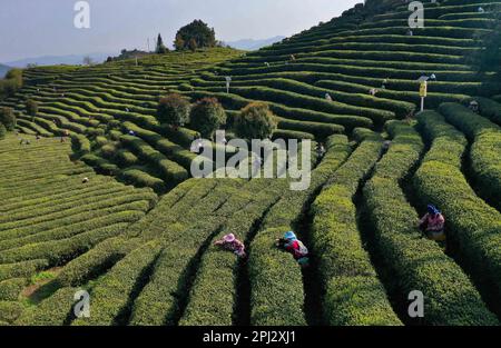QIANDONGNAN, CINA - 30 MARZO 2023 - la foto aerea mostra i coltivatori di tè che raccolgono il tè alla piantagione di tè di Mazhai nella città di Longquan della contea di Danzhai, Qian Foto Stock