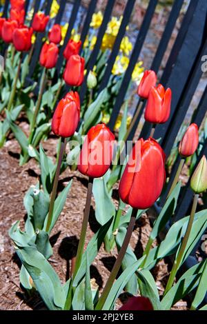 Tulipani rossi e narcisi gialle crescono in un letto di fiori lungo un marciapiede. Foto Stock