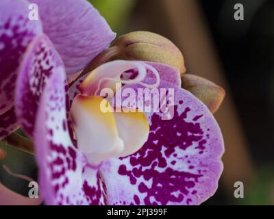 Motivo viola su fiori Moth Orchid bianchi, primo piano macro Foto Stock