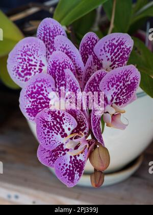 Motivo viola su fiori Moth Orchid bianchi Foto Stock