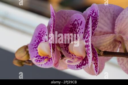 Uno stelo di motivo viola su fiori Moth Orchid bianchi Foto Stock