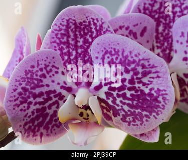 Motivo viola su fiori Moth Orchid bianchi Foto Stock