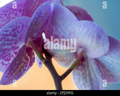 Motivo viola su fiori Moth Orchid bianchi da dietro Foto Stock