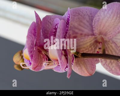 Motivo viola su fiori Moth Orchid bianchi da dietro Foto Stock