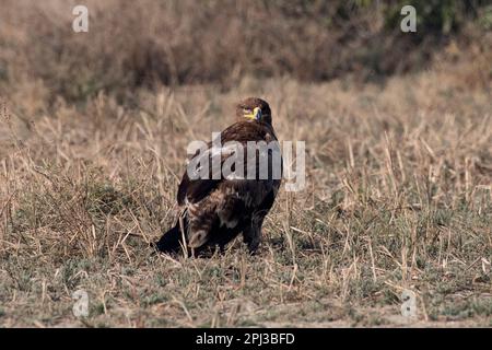 Aquila steppa (Aquila nipalensis) osservata nel Rann maggiore di Kutch in Gujarat, India Foto Stock