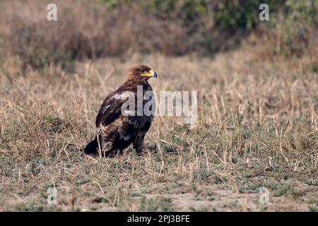 Aquila steppa (Aquila nipalensis) osservata nel Rann maggiore di Kutch in Gujarat, India Foto Stock