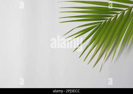 Top foglie di cocco su sfondo bianco Foto Stock