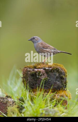 Dunnock Prunella modularis, adulto arroccato su mattoni ricoperti di muschio, Suffolk, Inghilterra, marzo Foto Stock