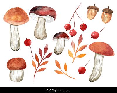 Set di funghi acquerelli Foto Stock