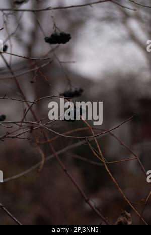 Vista sulle bacche nere in inverno Foto Stock