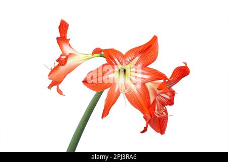 Fiore di amaryllis rosso brillante su una macro fotografia di sfondo bianco. amaryllis fiorente con petali scarlatto primo piano foto. Foto isolata di un li rosso Foto Stock