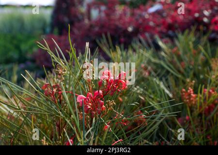 Bella fioritura fiore ragno di Johnson su sfondo sfocato, primo piano Foto Stock