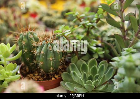 Bella cactus e succulente piante su tavola, primo piano Foto Stock