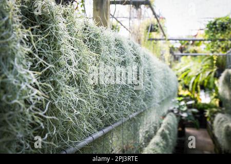 Tillandsia Usneoides o muschio appeso in un negozio di piante Foto Stock