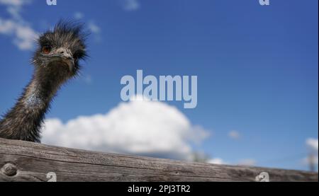 Testa di struzzo contro il cielo blu guardando sopra recinzione di legno, dettaglio primo piano - spazio per il testo a destra Foto Stock