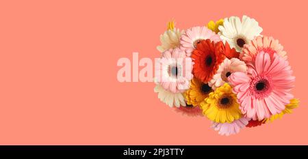 Bouquet con bellissimi fiori di gerbera su sfondo rosa, spazio per il testo. Design del banner Foto Stock