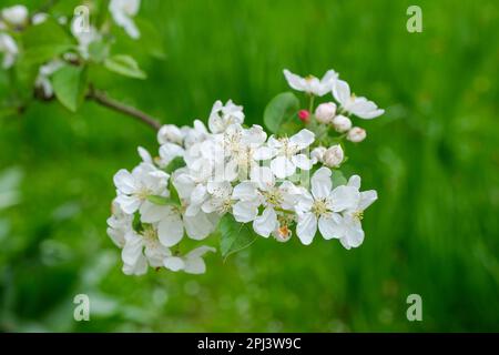 Malus Perpetu, mela granchio Evereste, albero deciduo, fiori bianchi che si aprono da germogli rossi Foto Stock
