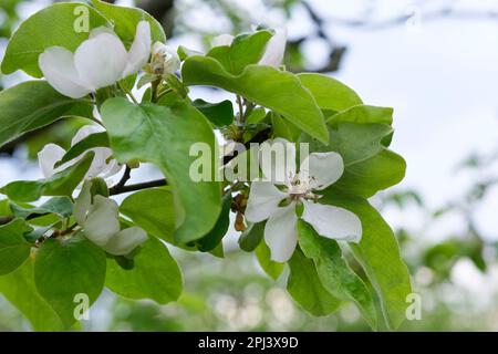 Cydonia oblona Bereczki, Quince Bereczk albero in fiore, fiore bianco Foto Stock