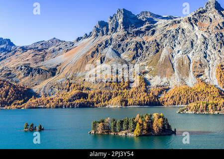 Lago di Silsersee e piccoli isolotti a St. Moritz delle alpi Svizzere in autunno con larici di colore dorato sul monte Piz Lagrev Foto Stock