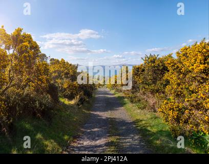 Una strada di campagna fiancheggiata da cespugli di gole gialle, su una passeggiata nel paesaggio vicino Oban in Scozia. In una giornata di sole con gli sci blu brillante Foto Stock