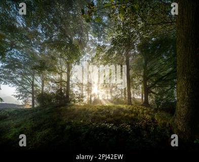 Nella foresta, la luce del sole che crea raggi di luce come splende attraverso rami di alberi in una mattina nebbiosa, nei boschi nella campagna inglese Foto Stock