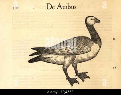 Specie di uccelli di mare, forse il gannetto settentrionale, Morus bassanus. De Aibus, Solendguse, Bassanus anser. Incisione del legno dopo un'illustrazione di Lucas Schan e Conrad Gessner da Historiae Animalium di Conrad Gessner, De avium natura, (Storia naturale degli animali: Uccelli), Francoforte, Wechel per Cambier, 1585. Foto Stock