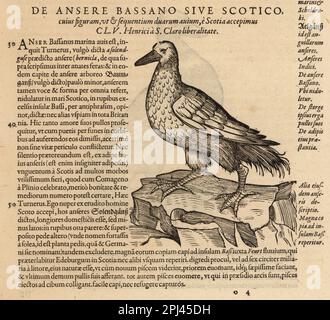 Gannet settentrionale, Morus bassanus. De Avibus, de Ansere bassano Sive Scotico. Incisione del legno dopo un'illustrazione di Lucas Schan e Conrad Gessner da Historiae Animalium di Conrad Gessner, De avium natura, (Storia naturale degli animali: Uccelli), Francoforte, Wechel per Cambier, 1585. Foto Stock