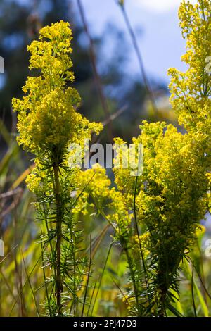 Prato fiorito, verum di Galium, cannuccia della signora o cannuccia gialla. Galum verum è una pianta perenne erbacea. Pianta sana. Foto Stock