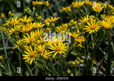 Primo piano di molte farfalle su un ragwort comune fiorito giallo o Jacobaea vulgaris pianta. Foto Stock