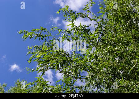 Draghi artiglio rami salice con nuove foglie e fiori contro il cielo blu - nome latino - Salix matsudana tortuosa. Foto Stock